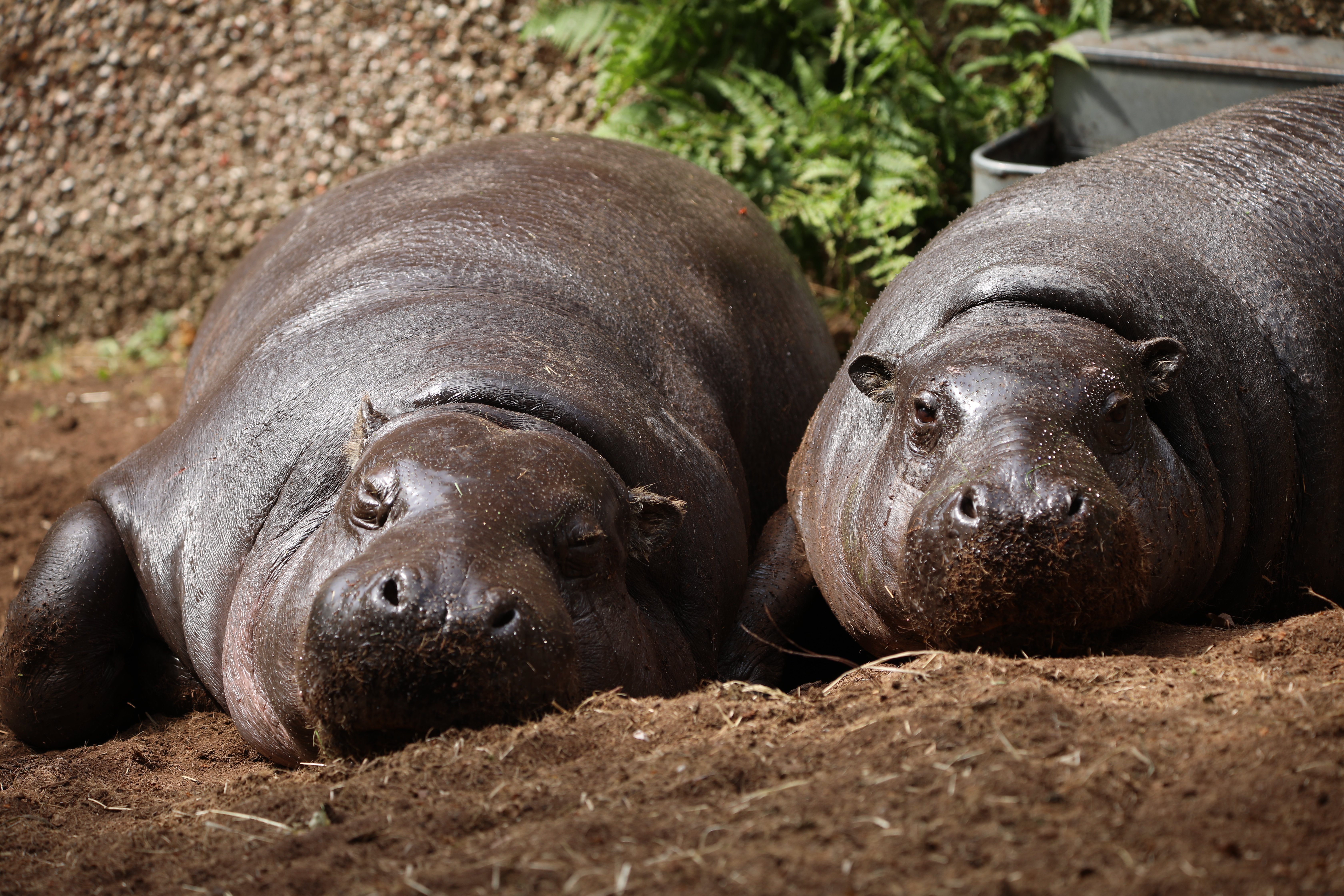 Gloria and Otto sunbathing in the mud IMAGE: Laura Moore 2021